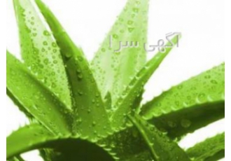 آلوئه ورا آلوئه ورا ارائه خط کامل تولید وفرآوری آلوئه ورا به محصولات