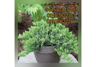 فروش گل کاج ستاره ای کاج ستاره ای نوعی کاج سوزنی است این نوع کاج