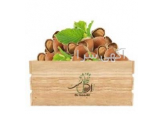 فروش غمده نهال فندق قم نهال فندق قم نهال فندق قم دارای میوه بسیار