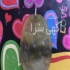مهره مار دعانویس مهره سلیمانی مهره گبری طلسمات گشایش ناموس ک درود این