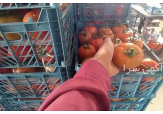 گوجه گلخانه ای 4129 صادراتی + قیمت فروش
