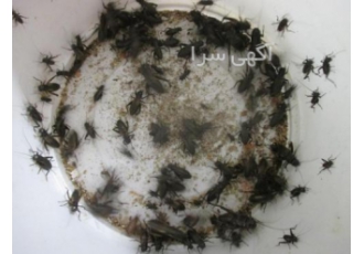 جیرجیرک زنده پرورشی جهت تغذیه حیوانات