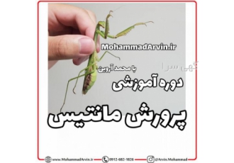 دوره آموزشی پرورش مانتیس مانتیس ها انواع زیادی دارند و متفاوت هستند