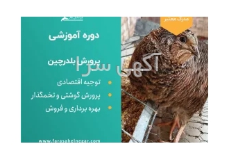 دوره آموزشی پرورش بلدرچین
