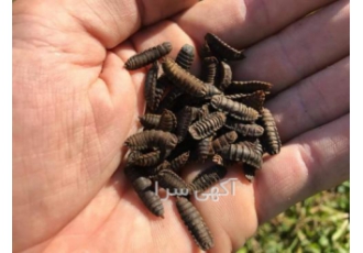 قیمت لارو مگس سرباز سیاه زنده و خشک شده