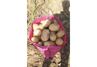 فروش و صادرات سیب زمینی Potato درجه یک همدان(بهار رویا