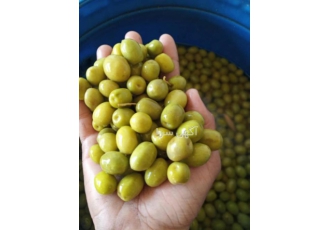 خرید عمده زیتون شور صادراتی خرید عمده زیتون شور صادراتی باتوجه به اینکه