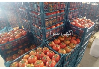 قیمت فروش عمده گوجه فرنگی گلخانه ای قیمت فروش عمده گوجه فرنگی گلخانه ای