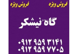 فروش کاه نیشکر تعاونی دام سبک خاتون کاه نیشکر باگاس رابا قیمتی رقابتی