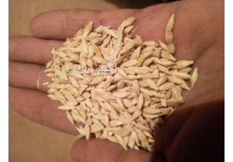 فروش بذر جو ابی بهمن 20تن بذر جو بهمن درجه یک به شرط کیلو 12000