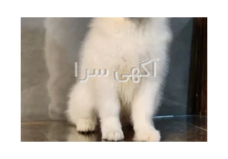 توله مالاموت هاسکی در کرج توله های 2 ماهه مالاموت هاسکی واکسن زده