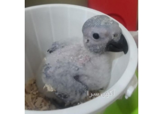 تخم نطفه دار طوطی کاسکو...{دارای ضمانت نامه محصول}