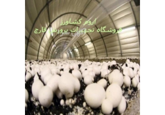 کمپوست قارچ   فروش بذر قارچ دکمه ای و صدفی
