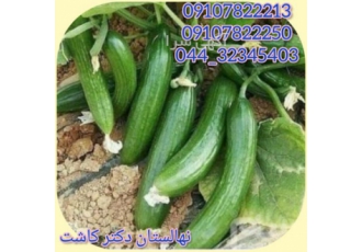 فروش عمده بذر خیار رایدر و انواع ارقام بذر بذر خیار رایدر برای کاشت
