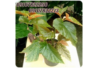فروش عمده انواع گل بگونیا