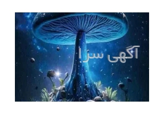 آلبوم کاغذ دیواری ماشروم MUSHROOM در تهران آلبوم کاغذ دیواری ماشروم