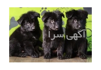 توله بلک ژرمن موباند