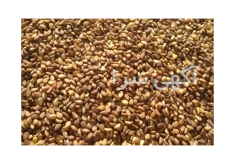 کنجد خام و بوداده تاج پاز