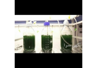 تدریس جلبک اسپرولینا 2 روز تئوری و عملی سرفصل آموزشی