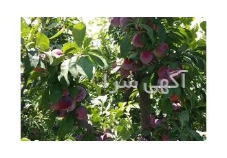 فروش باغ