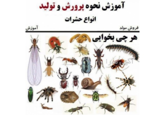 فروش حشرات زنده خشک فروش حشرات تخصصی زنده خشک شده فریز شده جهت کمک