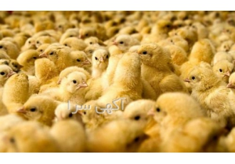 فروش جوجه یکروزه مرغ بومی و جوجه یکروزه مرغ گوشتی