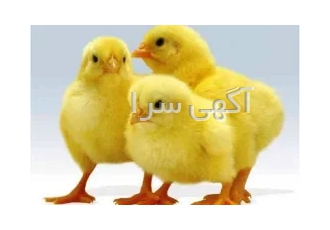 فروش جوجه های گوشتی یکروزه فروش جوجه های گوشتی یکروزه از نژاد آرین کاپ