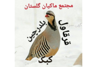 بزرگترین مزرعه پرورش کبک و قرقاول ایران ماکیان گلستان