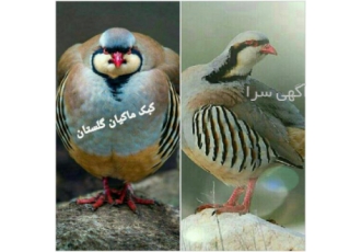 کنسانتره تخصصی و قیمت روز دان بلدرچین کبک و قرقاول تولید و توزیع