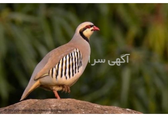 گوشت بلدرچین و کبک گوشت گرم کبک و کبک زنده شرکت تولیدی و بازرگانی