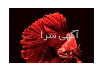 آکواریوم یاشار آمل انواع ماهی آکواریوم فروش بصورت تک و عمده ارزان