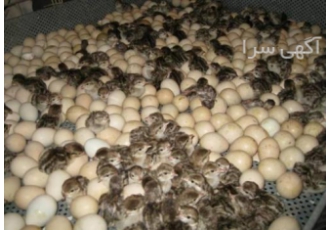 فروش جوجه یکروزه کبک فروش تخم نطفه دار کبک فروش کبک بزرگترین تولید