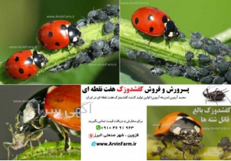 فروش کفشدوزک هفت نقطه ای ladybug فروش کفشدوزک هفت نقطه ای ladybird