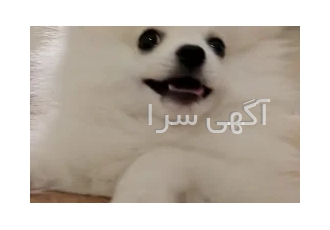 واگذاری پامر خرسی عروسکی در تهران پامر 4 5 ماهه ماده تربیت شده توسط