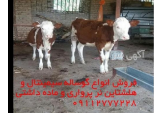 فروش ویژه گوساله پرواری وشیری باسلام خدمت شما فروش ویژه گوساله سیمیتنال