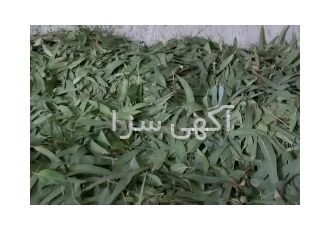 فروش عمده برگ اکالیپتوس در اسلام آباد غرب مقدر 1 تن برگ سورت شده خالص