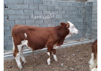 فروش گاو وگوساله نر پروار فروش ویژه گوساله وگاو سمینتال و هلشتاین اصیل