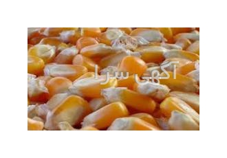 فروش انواع ذرت کنجاله سویا جو گندم وارداتی فروش انواع ذرت برزیلی
