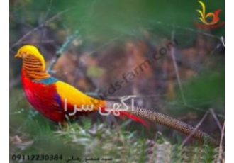 فروش انواع قرقاول زینتی