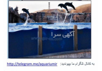 امکان سنجی آکواریوم طراحی دلفیناریوم آکواریوم تونلی طراحی آکواریوم
