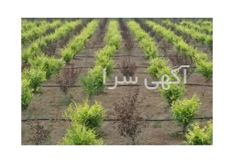اجرای سیستم آبیاری قطره ای هوشمند در تهران طراحی و اجرای تخصصی سیستم