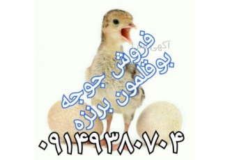 فروش جوجه بوقلمون یک روزه تا یک ماهه فروش جوجه بوقلمون یک روزه تا یک