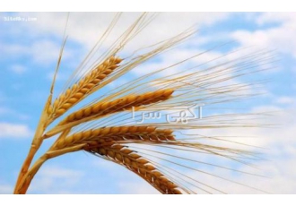 خریدو فروش ویژه( جو - گندم - ذرت روس)
