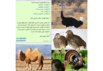 خریدار گوشتهای خاص مثل گوشت شتر و شترمرغ بصورت قرارداد