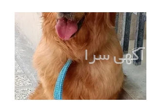 فروش سگ گلدن اصیل
