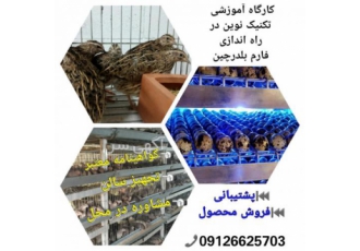 دوره آموزشی پرورش بلدرچین کارگاه آموزشی تکنیک نوین در راه اندازی فارم