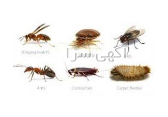 سمپاشی تخصصی سمپاشی و طعمه گذاری حشرات موذی سوسک ساس موریانه مورچه