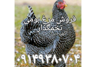 فروش جوجه مرغ تخمگذار مرغ تخم گذار