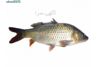 فروش بچه ماهی ماهیان گرمابی فروش بچه ماهی فروش انواع بچه ماهی گرمابی