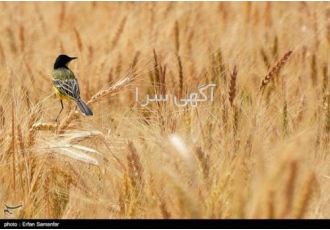 فروش سبوس گندم جو گندم و !!!قیمت رو از ما بگیرید سپس مشتری ما می
